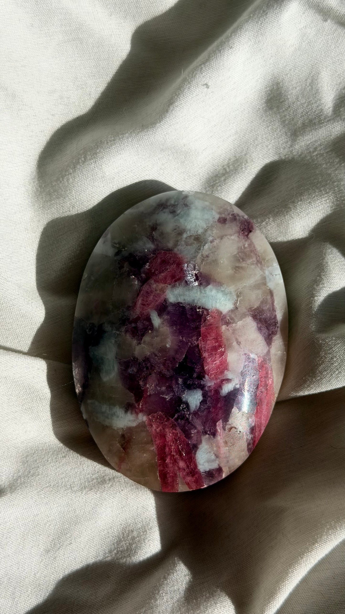 Unicorn Stone Palm