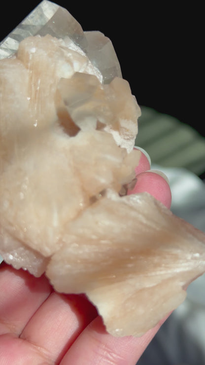 Chocolate Apophyllite Stilbite